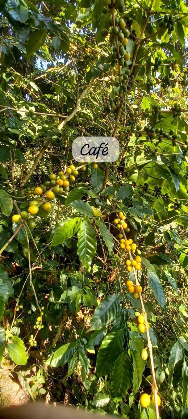 Casa Cafe - Aconchego Na Floresta - Rota Do Vinho